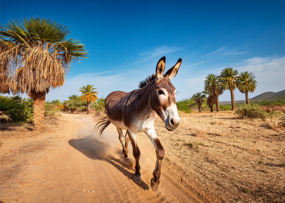 Burrito Sabanero africa palm trees_1000 wide